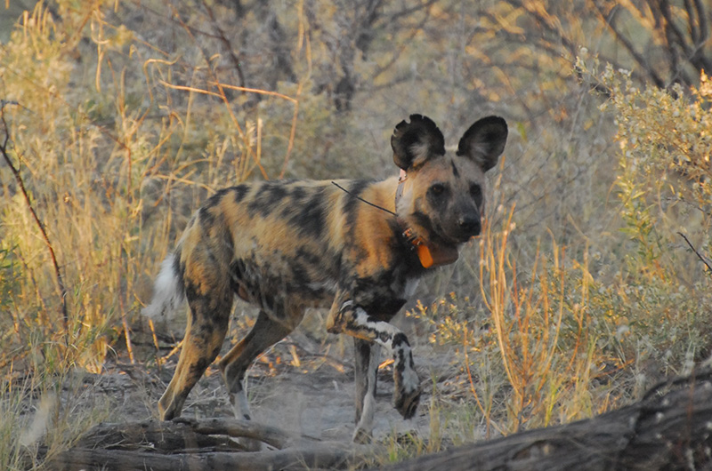 Hunting store wild dogs